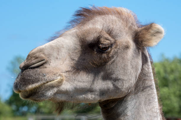 istock Portrait of a camel head against a blue sky 912129758