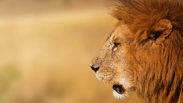 istock Closeup African Lion Profile Banner 912129828