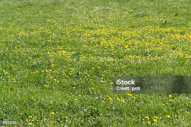 Blumige Grassland Stockfoto und mehr Bilder von Abstrakt - Abstrakt, Bildhintergrund, Biodiversität