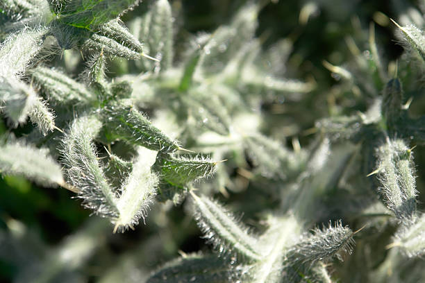 istock thistle leaves detail 91213223