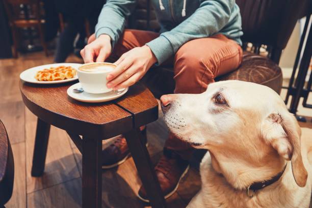 Curious dog in the cafe