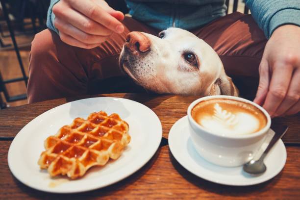 카페에서 호기심 개 - waffle eating meal food and drink 뉴스 사진 이미지