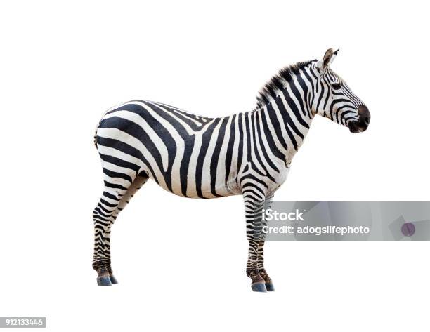 Profile Grevys Zebra Isolated On White Stock Photo - Download Image Now - Animal, Animal Wildlife, Black Color