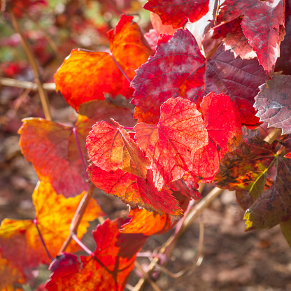 Fall Color Foliage Hits The NorthEast U.S.
