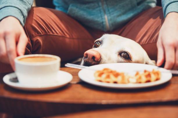 istock Curious dog in the cafe 912133582