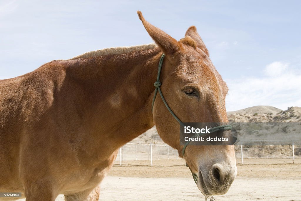 Gaited mulo - Foto stock royalty-free di Acetosa