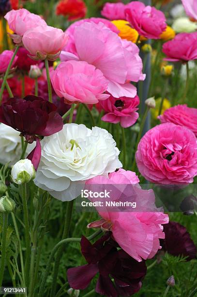 Ranunculáceas Persa Ranúnculo Asiaticus Rosa Flores - Fotografias de stock e mais imagens de Ao Ar Livre