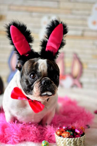 istock Beautiful French bulldog bunny 912134672