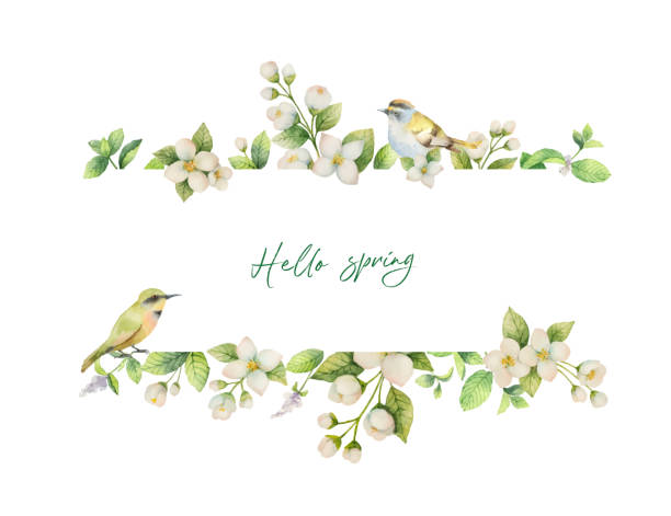 Watercolor vector banner with bird and flowers Jasmine isolated on white background. Watercolor vector banner with bird and flowers Jasmine isolated on white background. Spring illustration for greeting cards, wedding invitations and packaging. bird borders stock illustrations