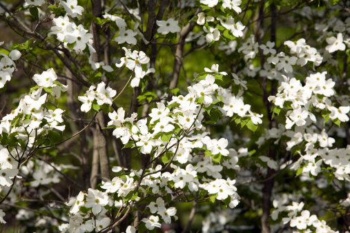 Springtime Dogwood Blossom. This stock image has a horizontal composition.