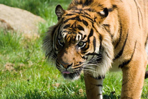 Bengal tiger walks across track lifting forepaw