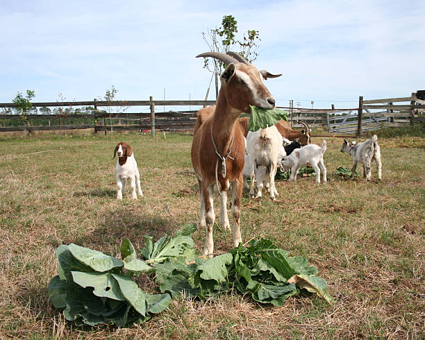 Manger davantage de légumes. - Photo