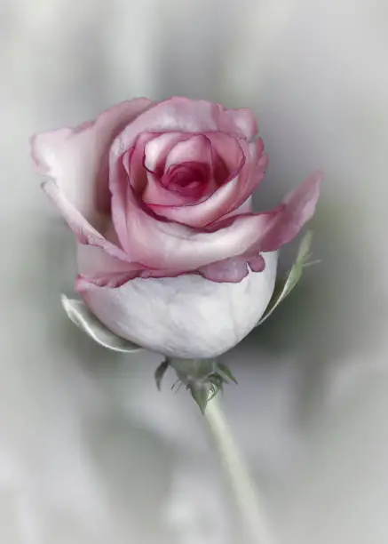 Rose ,Flowers,Nature,Closeup