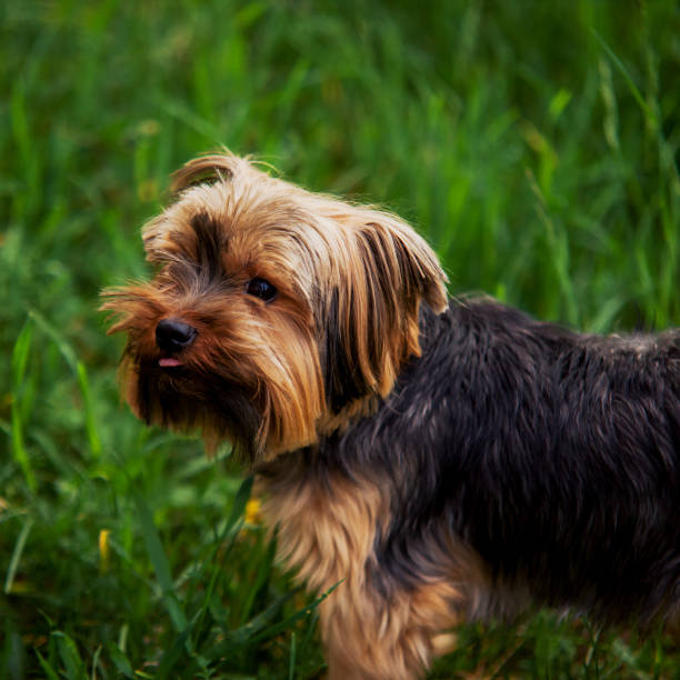 istock Yorkshire terrier looking up on a background of green grass 912137792