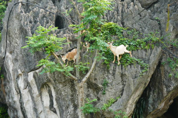 istock Goat stretching from a rock face to a tree to eat leaves 912138058