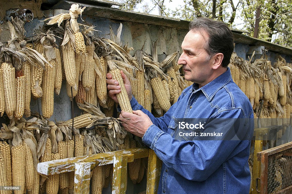 Homme vérifiant ses corncobs - Photo de Agriculture libre de droits