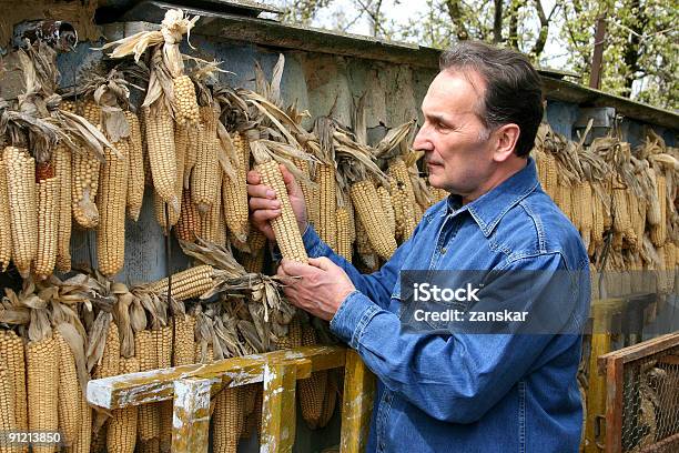 Photo libre de droit de Homme Vérifiant Ses Corncobs banque d'images et plus d'images libres de droit de Agriculture - Agriculture, Aliment, Aliment cru