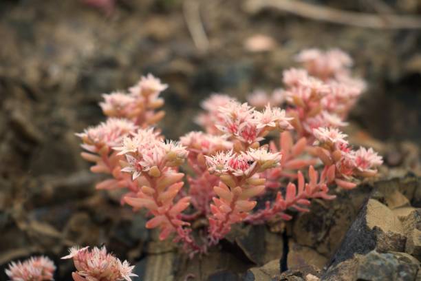 istock Beautiful wild flowers growing between stones 912139022