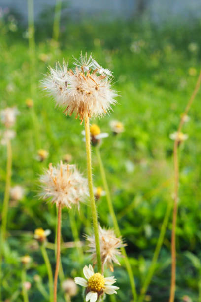 istock Grass flower - Wild flower 912139106