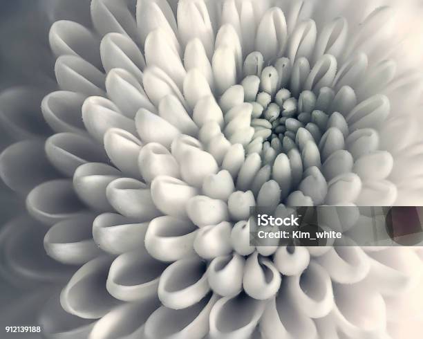 Chrysanthemum Flower Closeup Stock Photo - Download Image Now - Flower, Black And White, Abstract