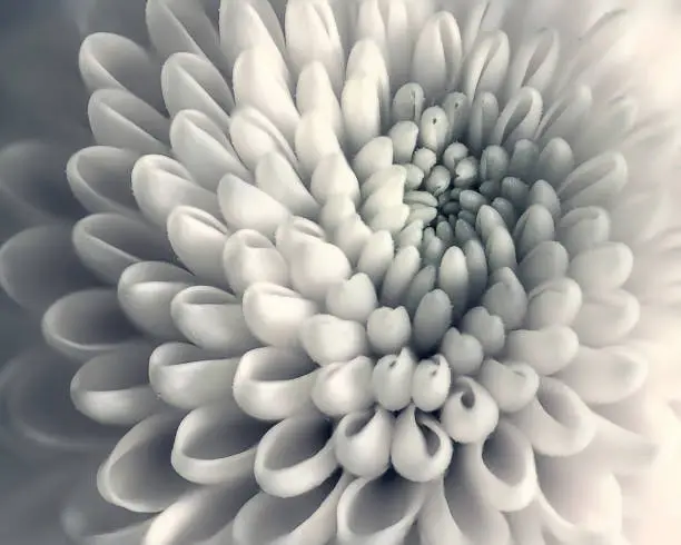 Photo of Chrysanthemum flower closeup
