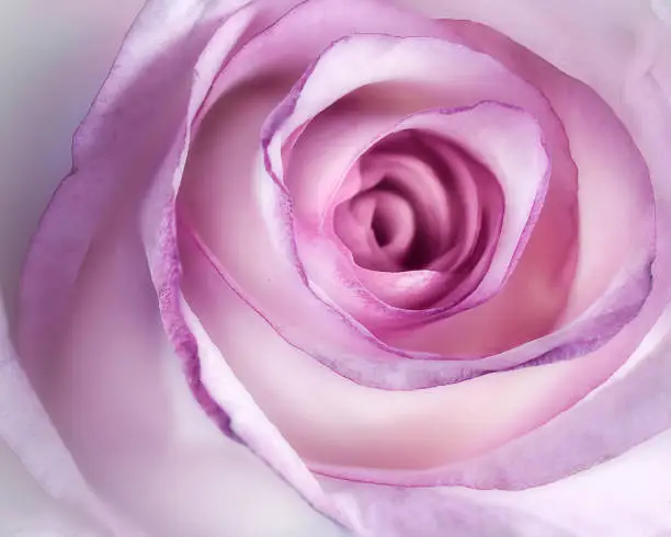 Rose ,Flowers,Nature,Closeup