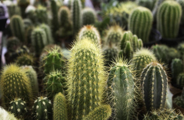 cactus piccole piante - cactus thorns foto e immagini stock