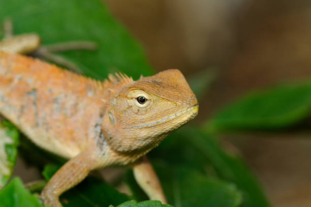 istock Image of a chameleon on nature background. Reptile. Animal. 912142628