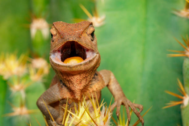 istock Image of a chameleon on nature background. Reptile. Animal. 912142670