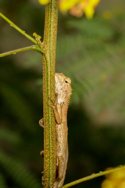 istock Image of a chameleon on nature background. Reptile. Animal. 912142732