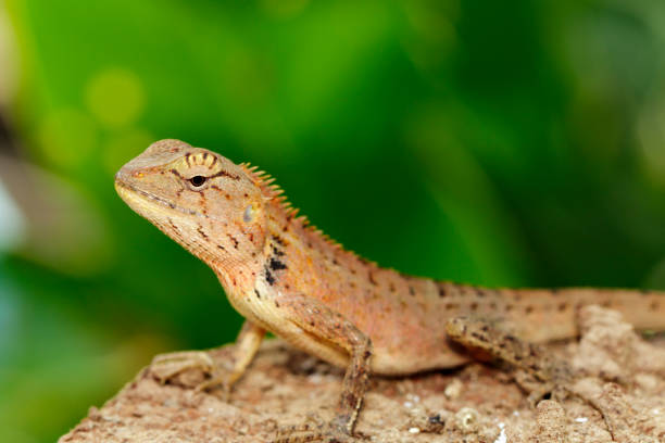 istock Image of a chameleon on nature background. Reptile. Animal. 912142774