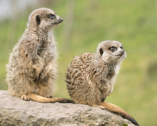 istock wild Meerkat animal 912142950