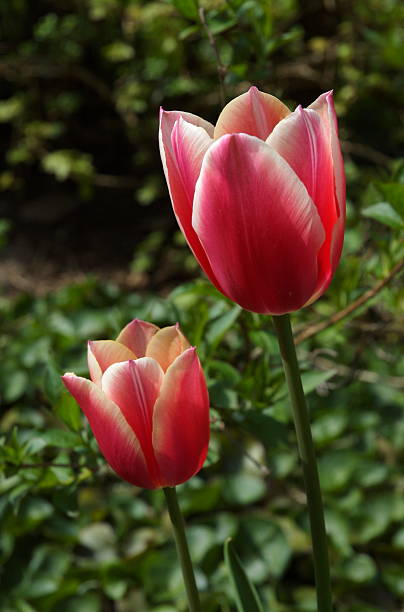 Two multi-colored Tulips stock photo