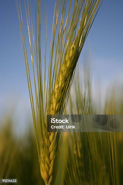 Zielony Pszenicy - zdjęcia stockowe i więcej obrazów Bez ludzi - Bez ludzi, Biodiesel, Fotografika