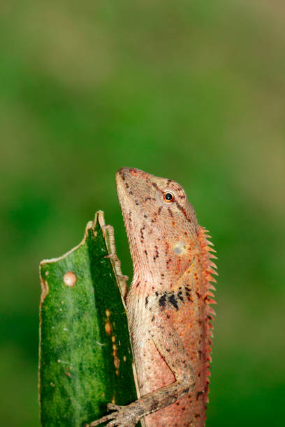 istock Image of a chameleon on nature background. Reptile. Animal. 912145962