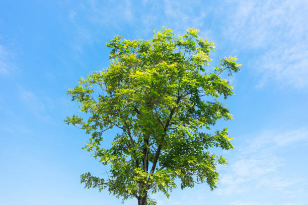 istock A tree in a sunny day and blue sky background 912145974