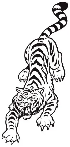 Vector illustration of tiger walking, black and white colour