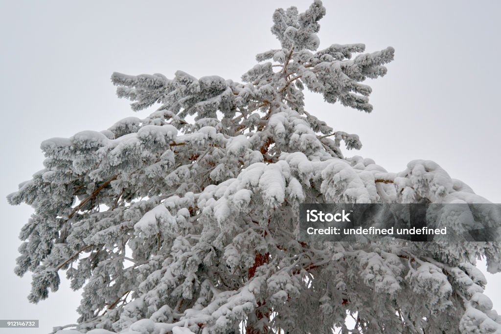 Evergreen Trees Crossword Stock Photo Download Image Now Evergreen Trees Crossword Stock Photo Download Image Now