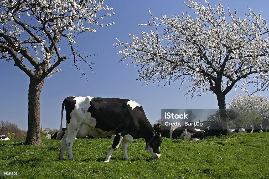 Kuh mit blossom field - Lizenzfrei Apfelbaum Stock-Foto