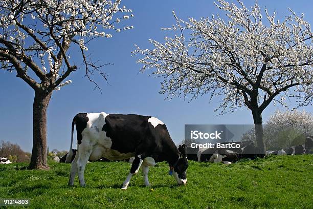 Kuh Mit Blossom Field Stockfoto und mehr Bilder von Apfelbaum - Apfelbaum, Hausrind, Kuh