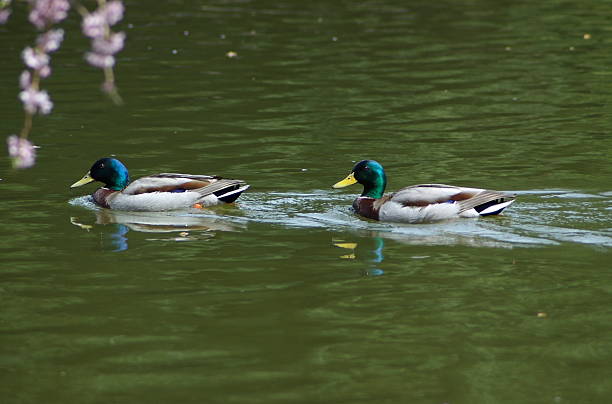 Dragones de Mallard - foto de stock