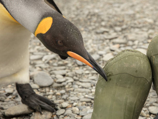 neugierig könig pinguin checkt ein ökotouristische gummistiefel in st. andrew bay, south georgia island - airport check in counter stock-fotos und bilder