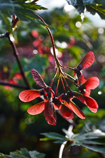 Maple tree, acer palmatum, with winged seeds