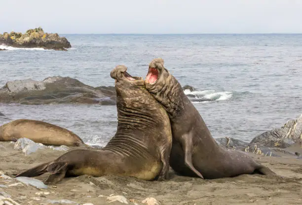 Two elephant seals battle for control of harem at beach at Gold Harbour, South Georgia Island