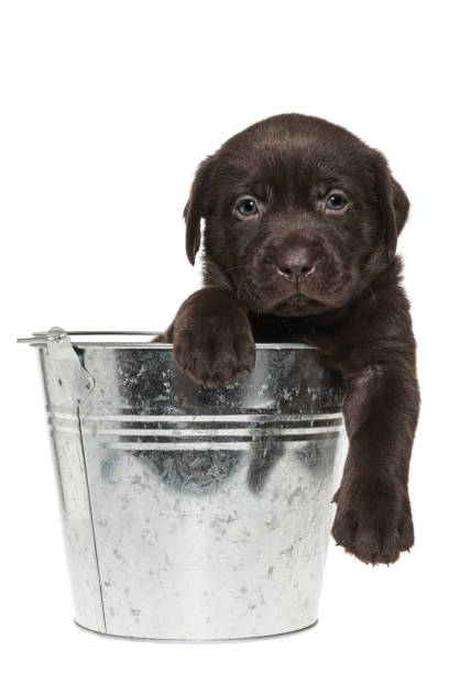 istock A Chocolate Labrador puppy sitting in a bucket chillin' - 5 weeks old 912151134