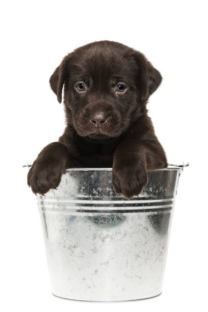 istock A Chocolate Labrador puppy sitting in a bucket - 5 weeks old 912151236