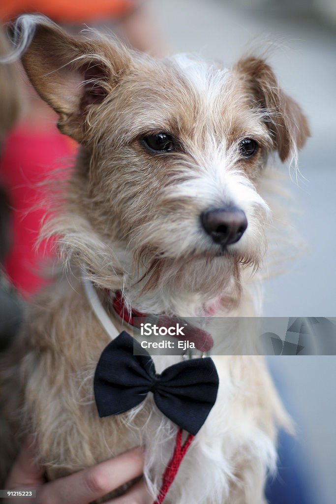 Perros - Foto de stock de Angustiado libre de derechos