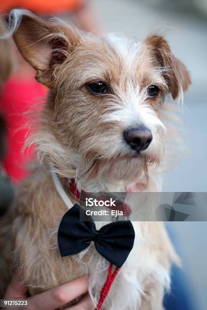 Perros Foto de stock y más banco de imágenes de Angustiado - Angustiado, Bien vestido, Cabello gris