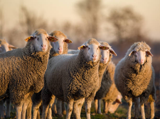 istock Group of sheep on farmlnd 912152766
