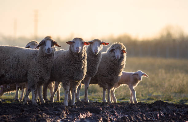 istock Group of sheep on farmlnd 912152812